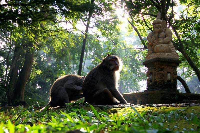 monkey-forest-ngoi-lang-Ubud-o-dao-bali-indonesia-du-lich-de-men-vn