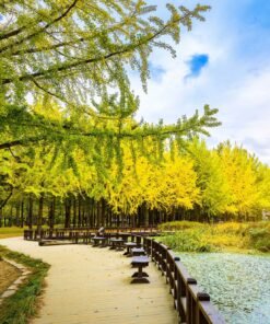 HÀN QUỐC: BUSAN – DAEGU - SEOUL