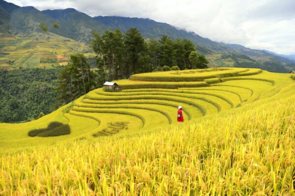 doi-mam-xoi-ruong-bac-thang-mu-cang-chai-yen-bai-tay-bac-du-lich-de-men-vn