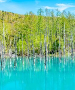 HOKKAIDO - HÒN NGỌC LỤC BẢO CỦA NHẬT BẢN
