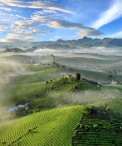 HÀNH TRÌNH KHÁM PHÁ XỨ SỞ HOA MỘC CHÂU