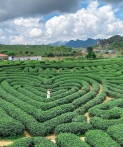 Doi-Che-Trai-Tim-Moc-chau-du-lich-de-men-vn