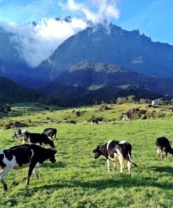 Kota-Kinabalu-malaysia-de-men-travel-du-lich-tour-trip-trang-trai-bo-sua