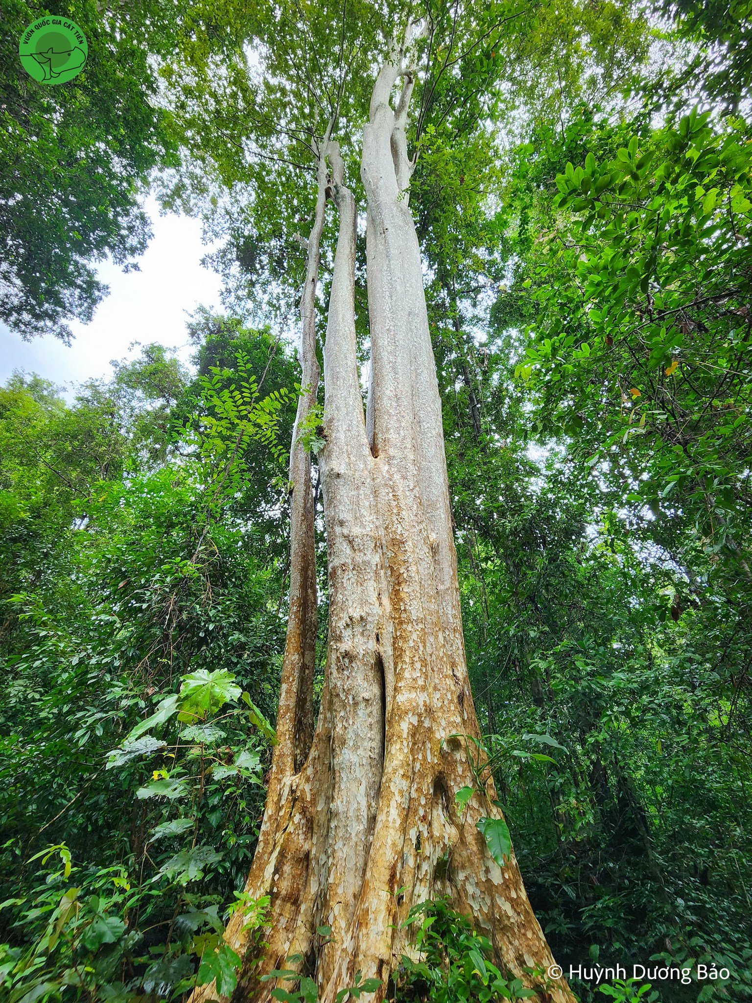 cay-bang-lang-co-thu-5-ngon-rung-nam-cat-tien-vqg-cat-tien-du-lich-de-men-travel-viet-nam