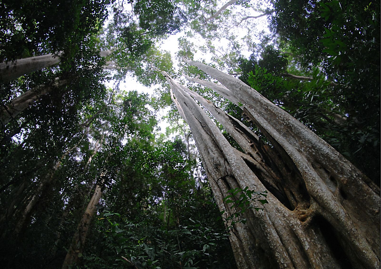 cay-bang-lang-co-thu-vuon-quoc-gia-rung-nam-cat-tien-du-lich-de-men-travel-viet-nam-1