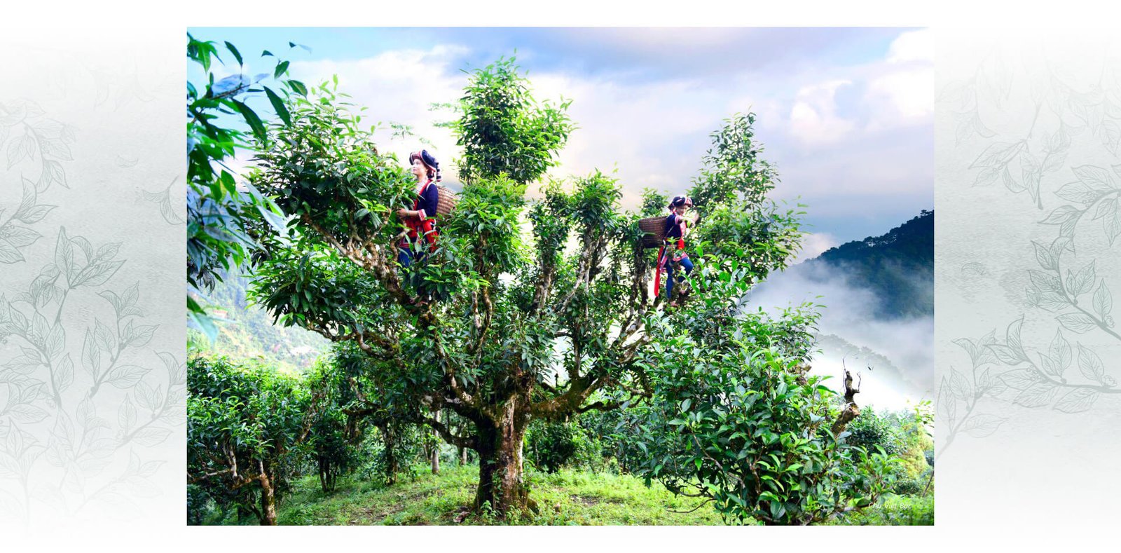cây chè Shan Tuyết cổ thụ