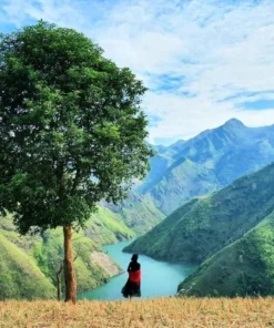 cay-co-don-du-lich-de-men-travel-viet-nam-tay-bac