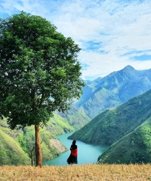 cay-co-don-du-lich-de-men-travel-viet-nam-tay-bac