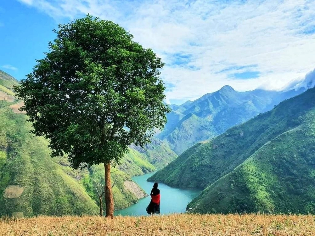 cay-co-don-du-lich-de-men-travel-viet-nam-tay-bac
