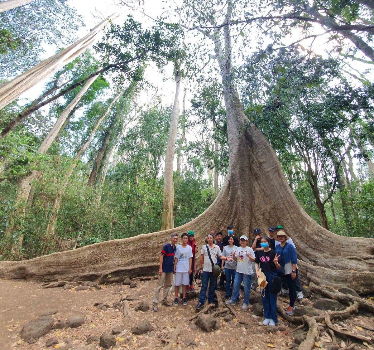 cay-tung-500-tuoi-rung-nam-cat-tien-tour-du-lich-de-men-travel-vn-2