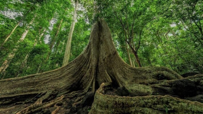 cay-tung-500-tuoi-rung-nam-cat-tien-tour-du-lich-de-men-travel-vn