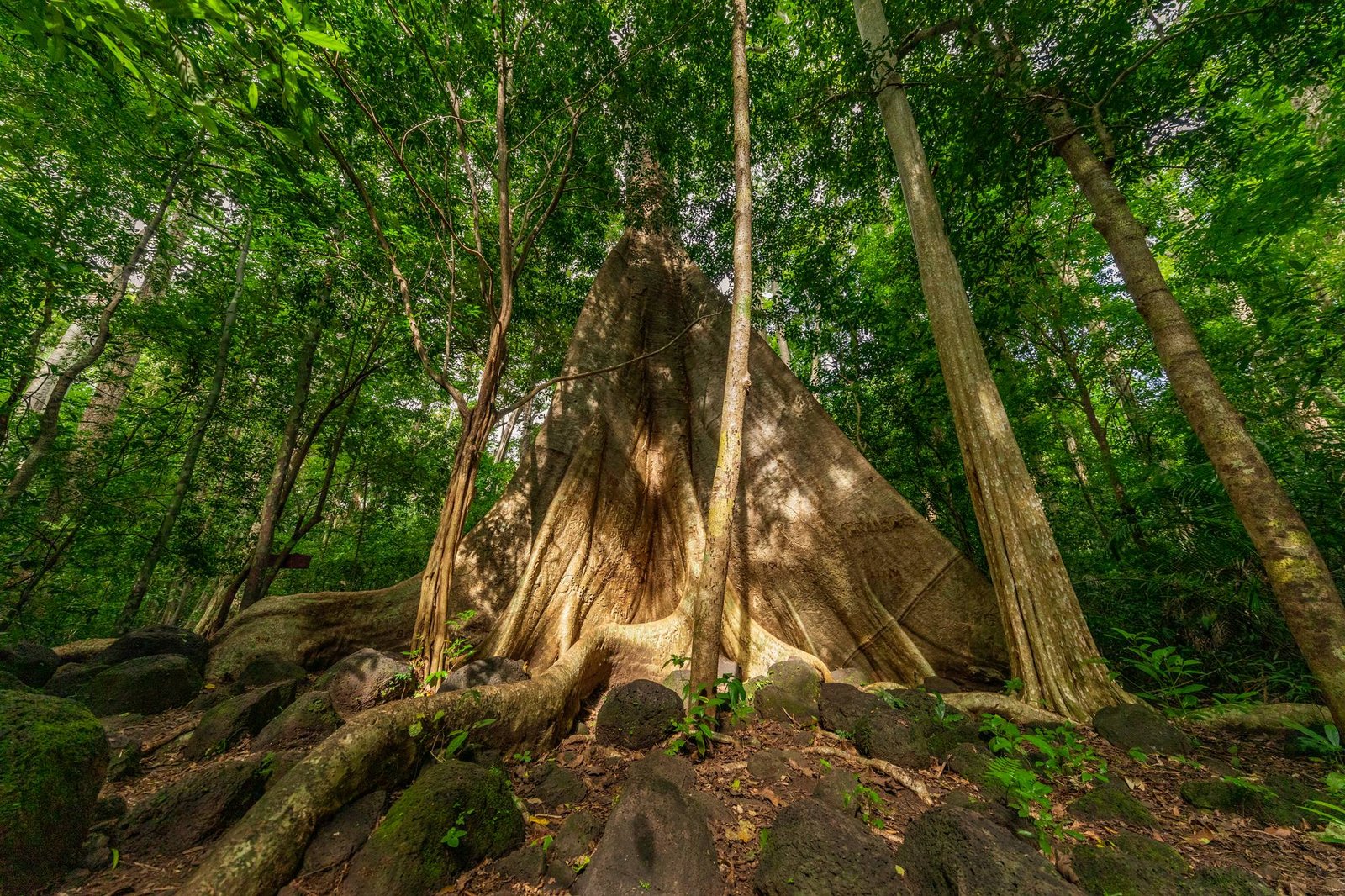 cay-tung-co-thu-400-nam-tuoi-rung-nam-cat-tien-vqg-cat-tien-du-lich-de-men-travel-viet-nam