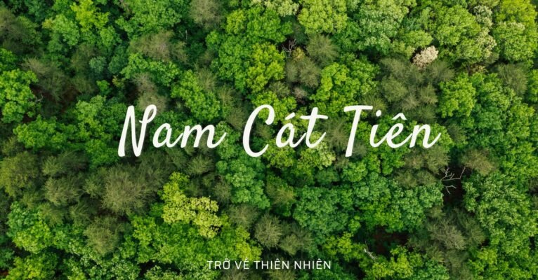 rung-nam-cat-tieng-vqg-cat-tien-du-lich-de-men-travel-viet-nam