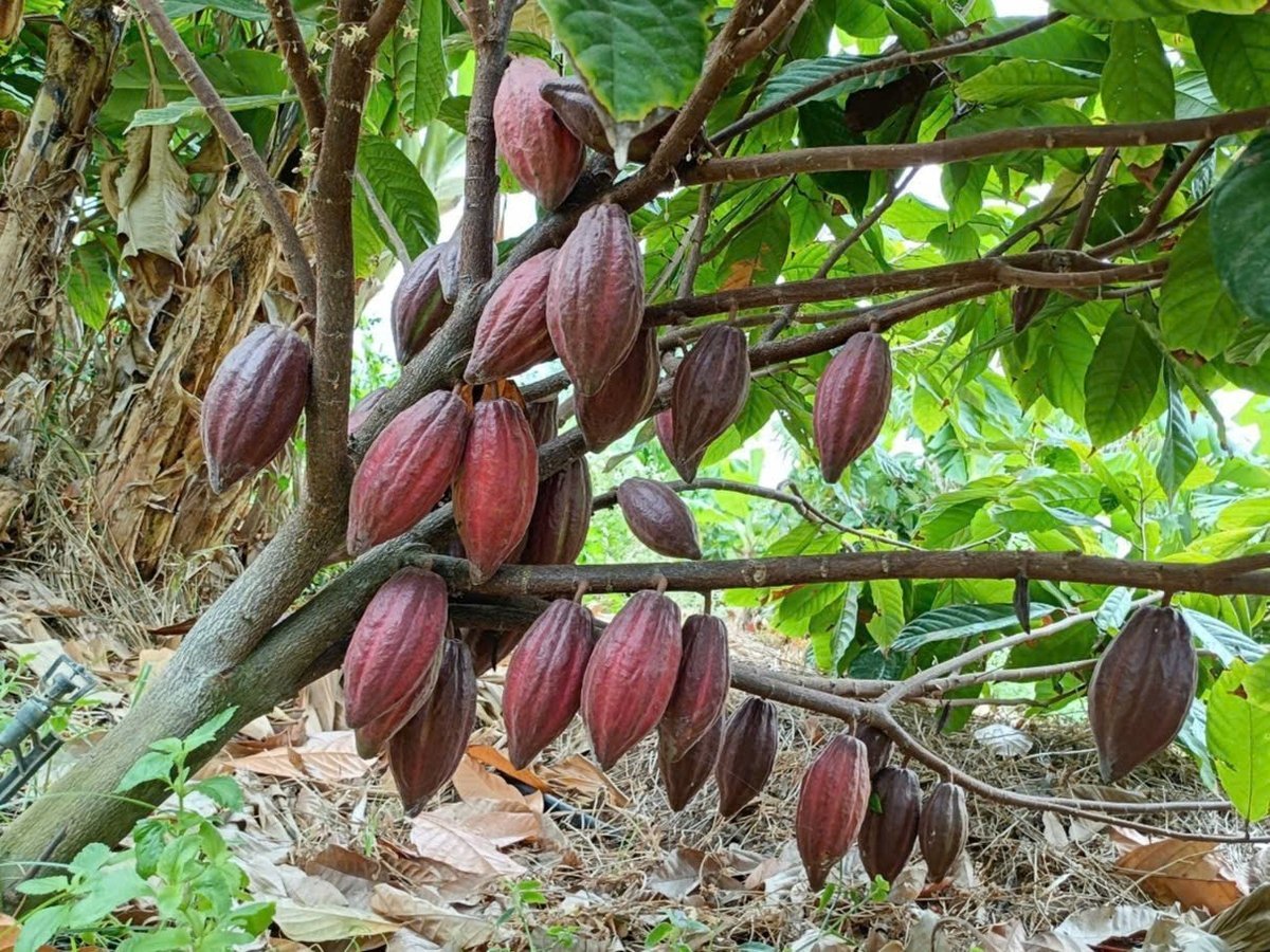 vuon-cacao-trong-duc-rung-nam-cat-tien-vqg-cat-tien-du-lich-de-men-travel-viet-nam