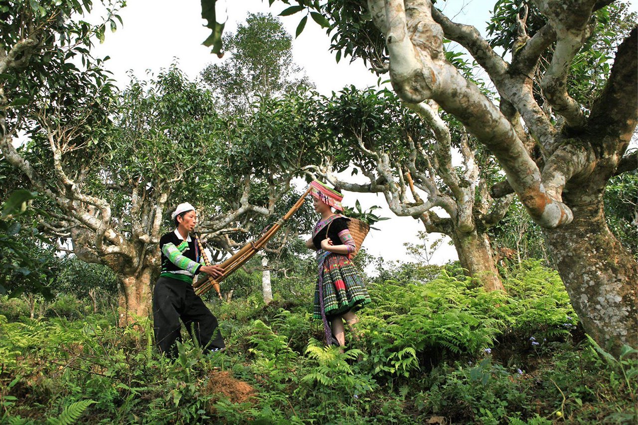 che-shan-tuyet-co-thu-du-lich-de-men-travel-viet-nam-tay-bac-mua-vang