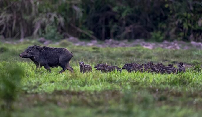 heo-rung-vqc-nam-cat-tien-du-lich-de-men-travel-viet-nam