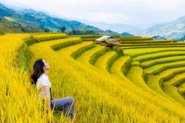 mua lua-chin-mu-cang-chai-du-lich-de-men-travel-viet-nam-tay-bac-mua-vang-2