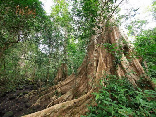 du-lich-de-men-travel-viet-nam-vqg-rung-nam-cat-tien