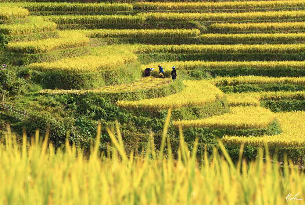 mu-cang-chai-mua-lua-chin-vang-du-lich-de-men-travel-viet-nam