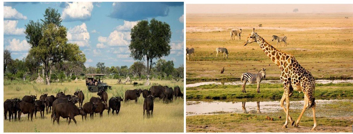Công viên Quốc gia Chobe