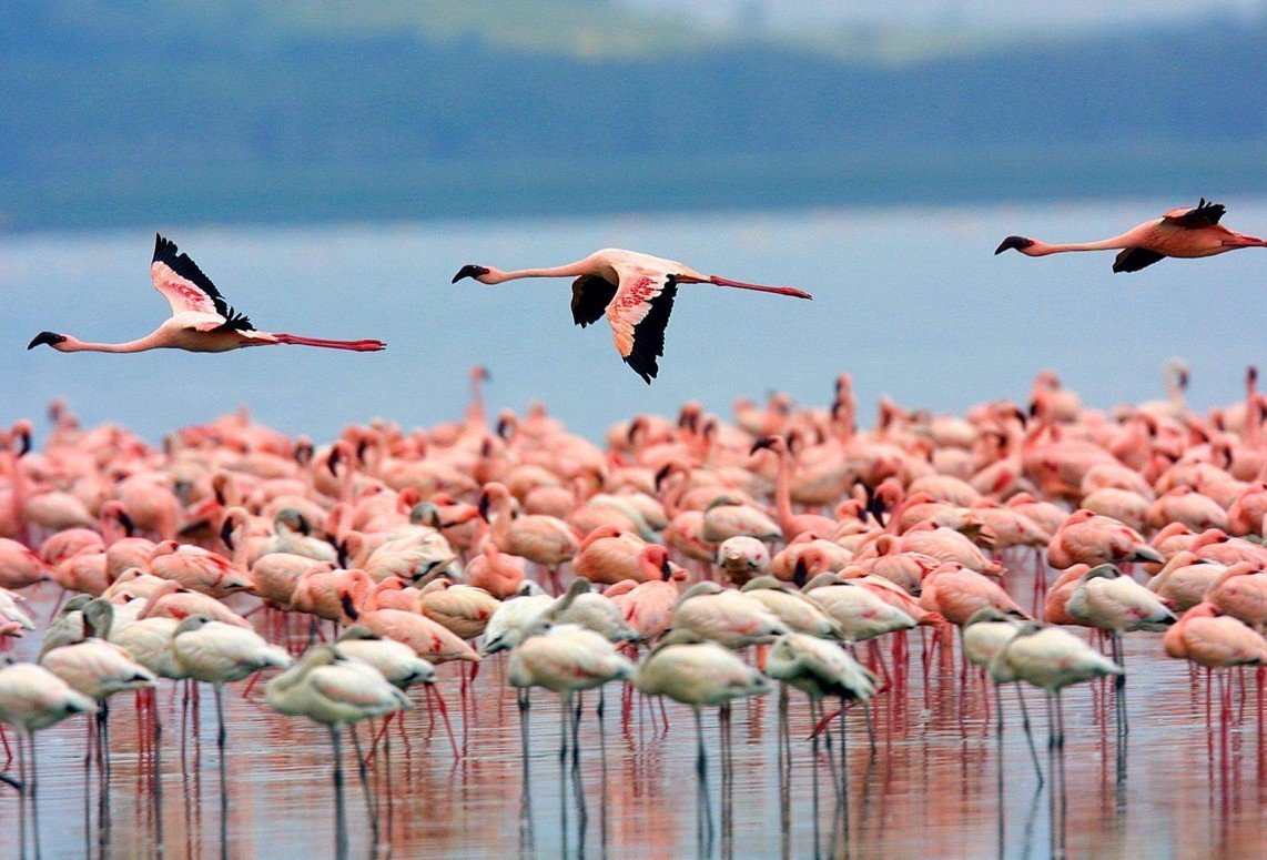 Số lượng lớn chim hồng hạc tại hồ Nakuru