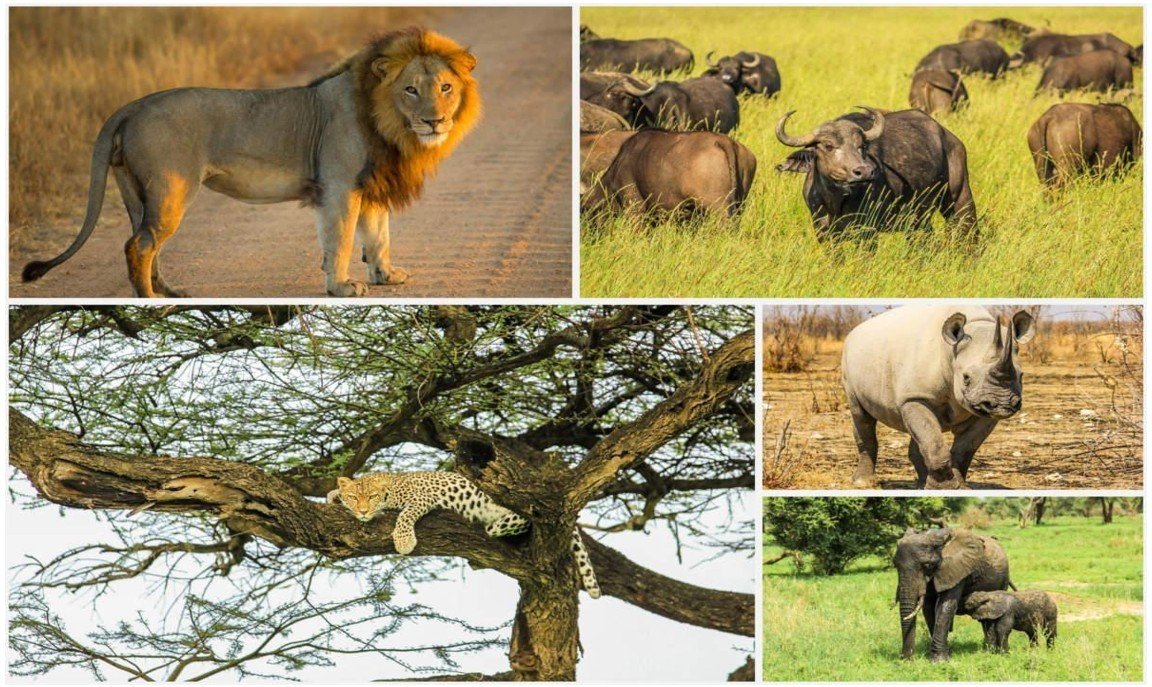 Tìm kiếm Big Five – bao gồm sư tử, báo, tê giác, voi và trâu châu Phi